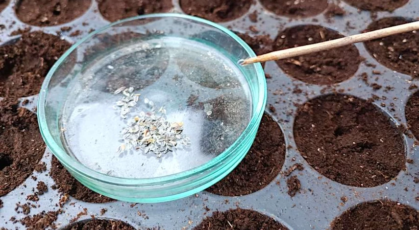 посев цинии на рассаду