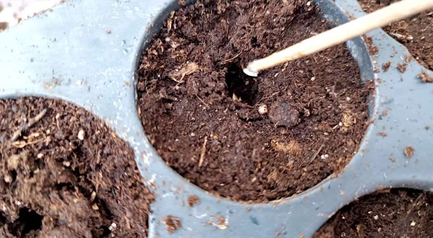 циния посев семян