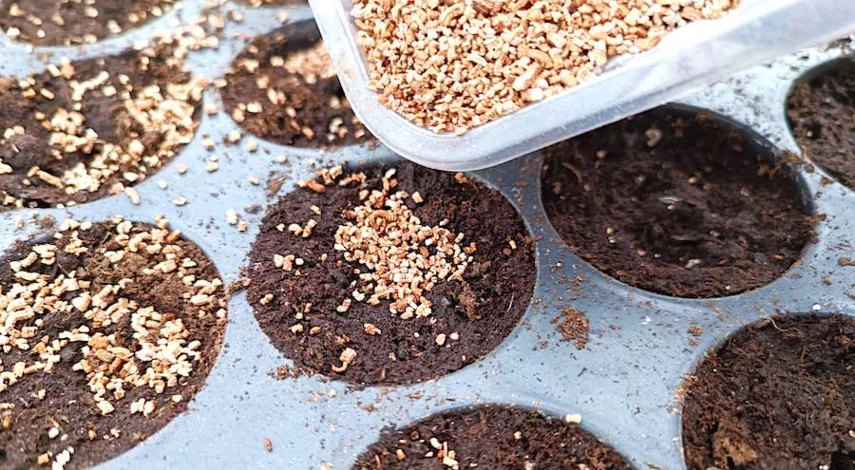 посадка циннии