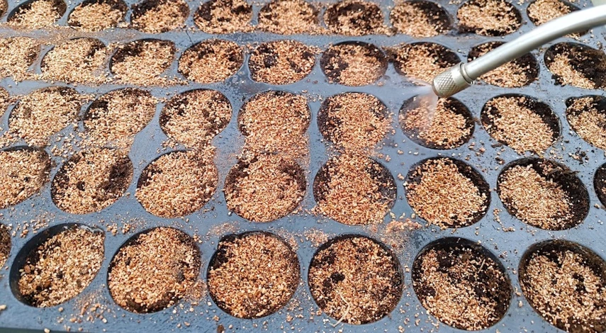 цинния семена посадка