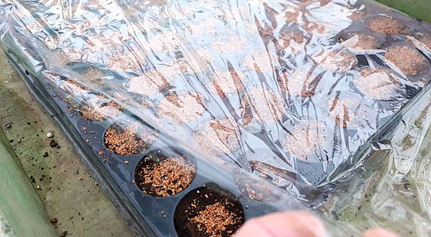 цинния посадка на рассаду