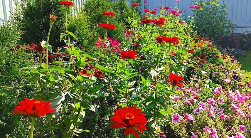 как посеять цинию на рассаду