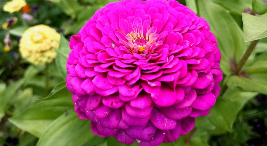 циния посадка и уход