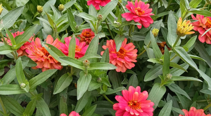 циния сорта