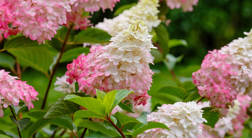 как поливать гортензию