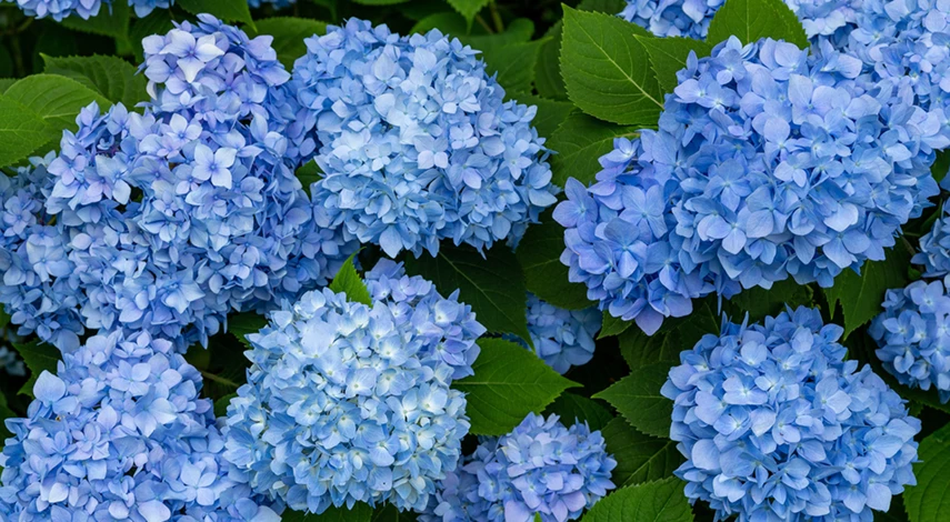 полив гортензии весной