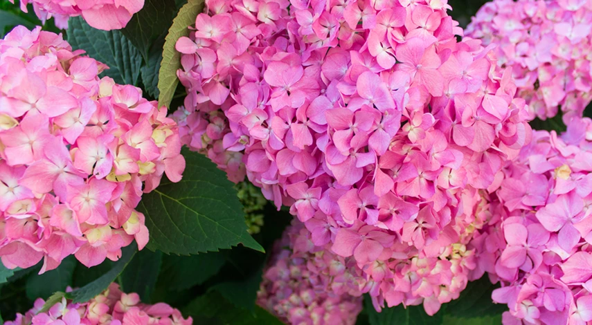 подкормка гортензии