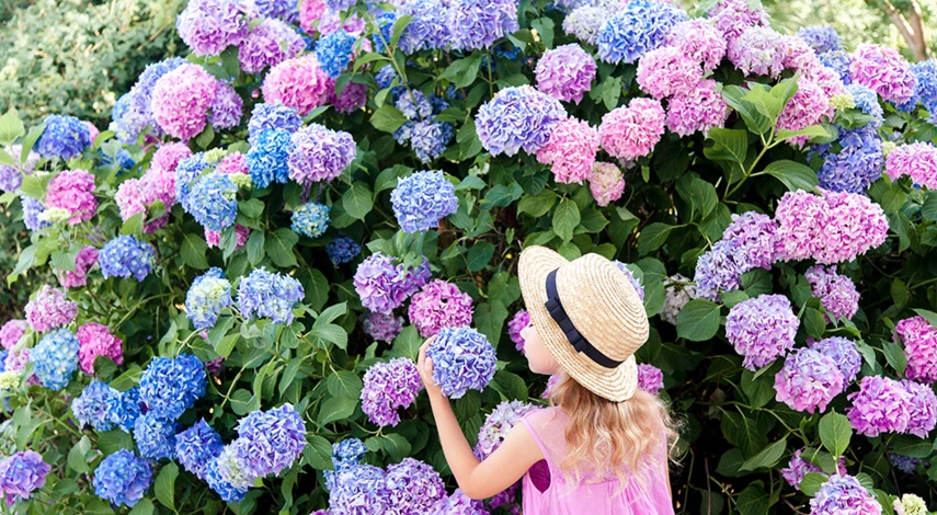 подкормка гортензии весной