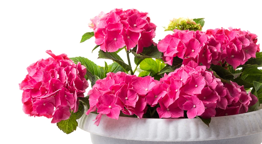 первая подкормка гортензии