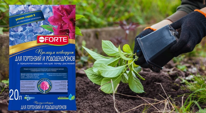 гортензия метельчатая подкормка