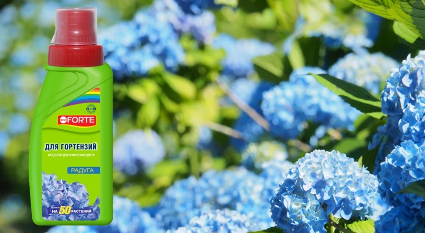 как поливать гортензию