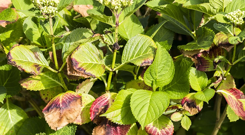 удобрение для гортензий