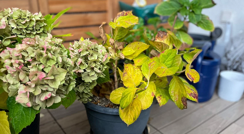 удобрение для гортензии весной