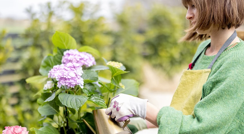 чем удобрять гортензию весной