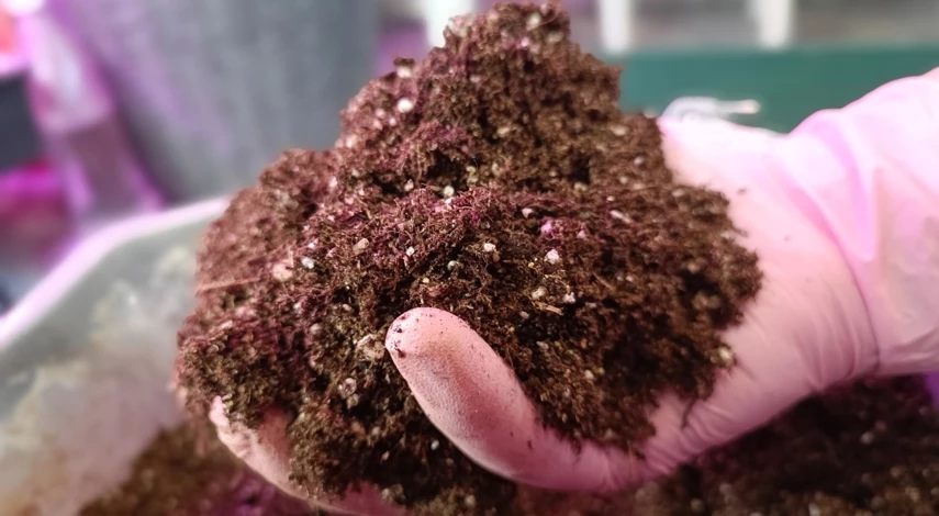 укоренение пеларгонии