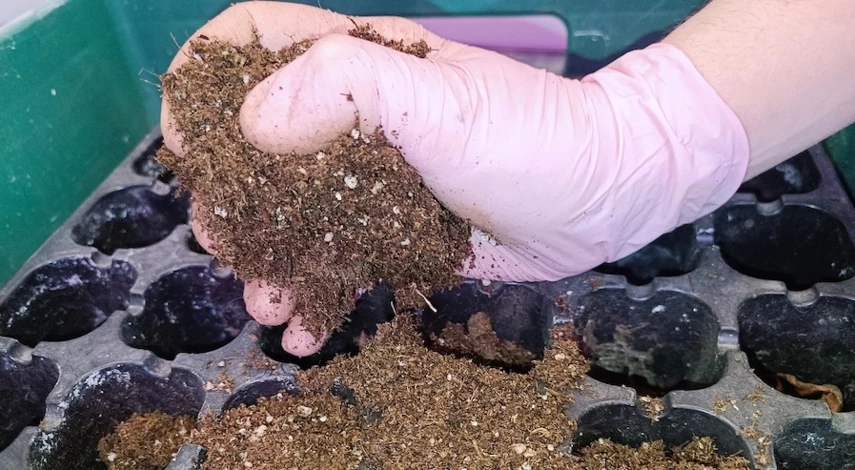 укоренение черенков пеларгонии