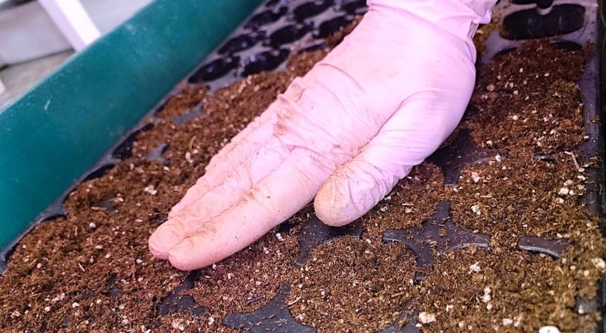 укоренение пеларгонии в вермикулите