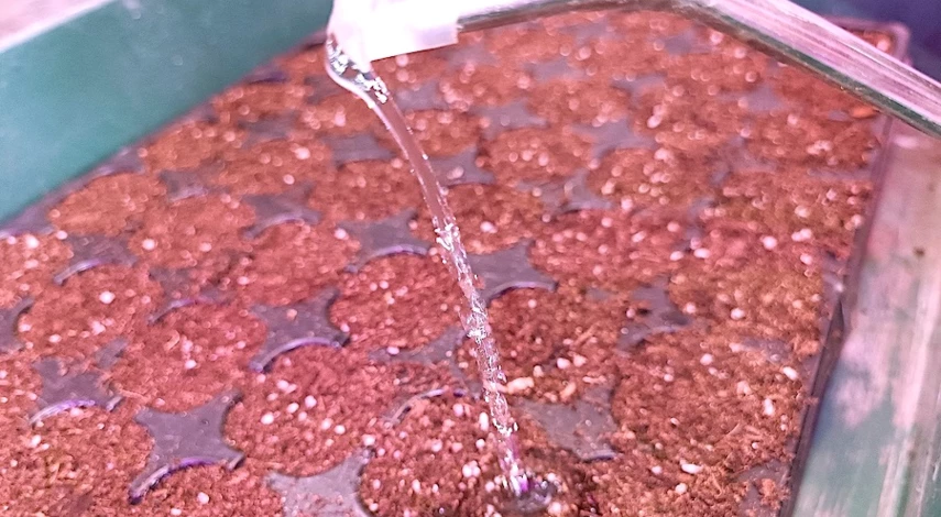 укоренения пеларгонии королевской