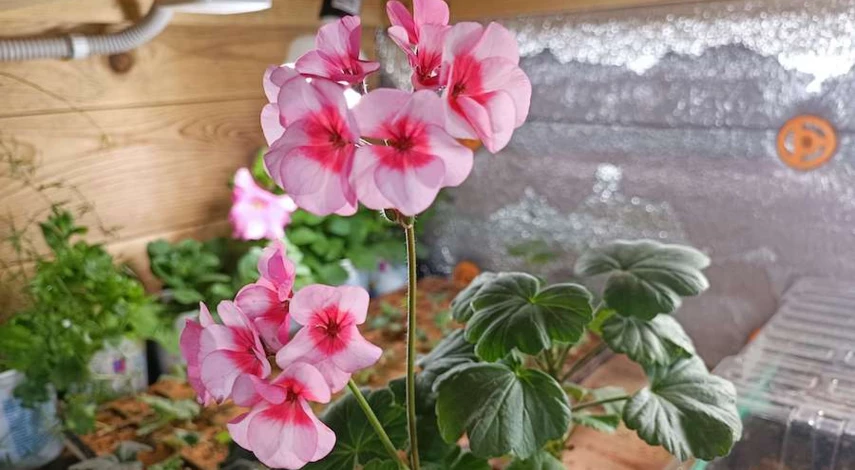 укоренение черенков пеларгонии весной