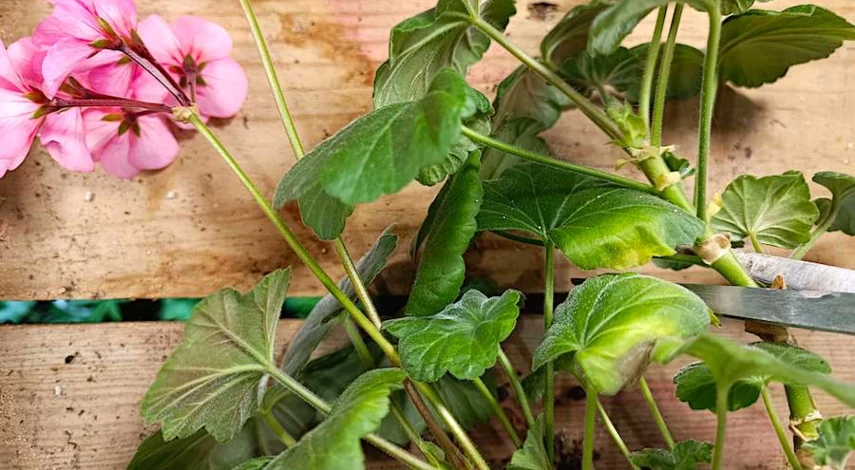 черенки пеларгонии