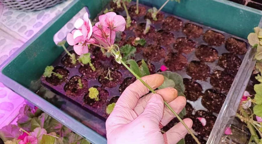 как укоренить пеларгонию черенками