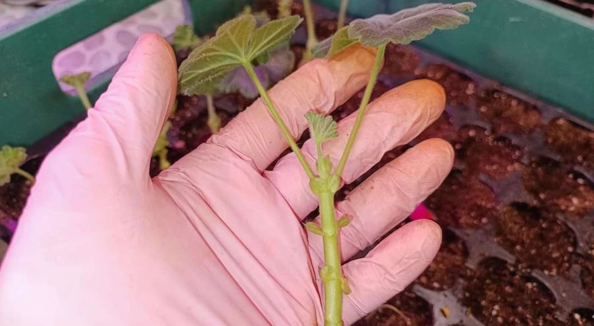 пеларгония размножение черенками