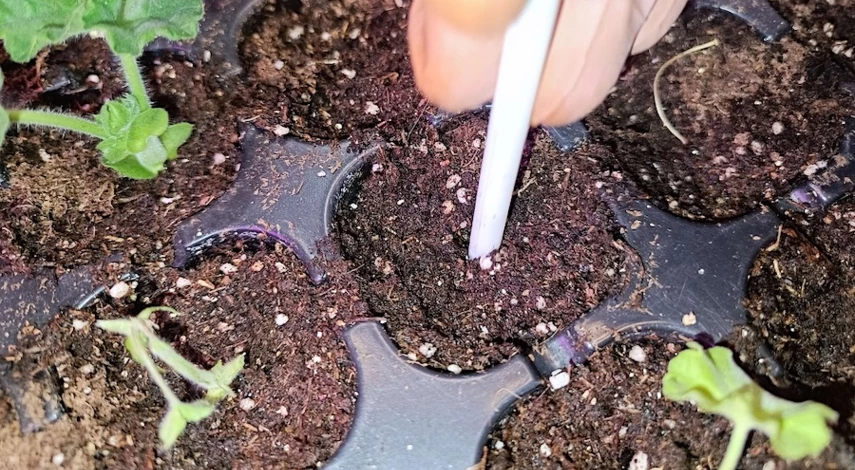 размножение пеларгонии черенками в домашних