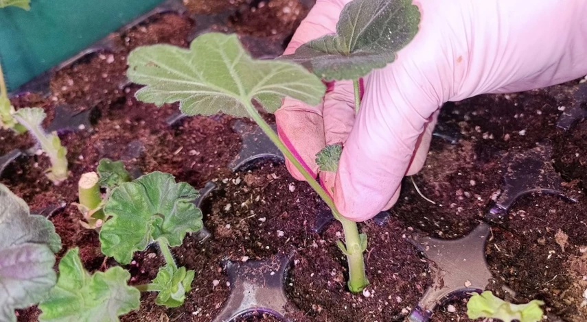 черенки плющелистной пеларгонии