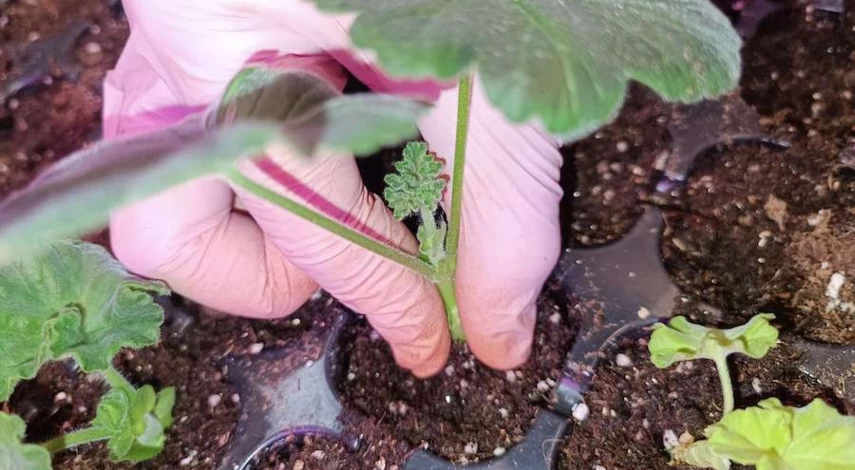 как размножить пеларгонию черенками