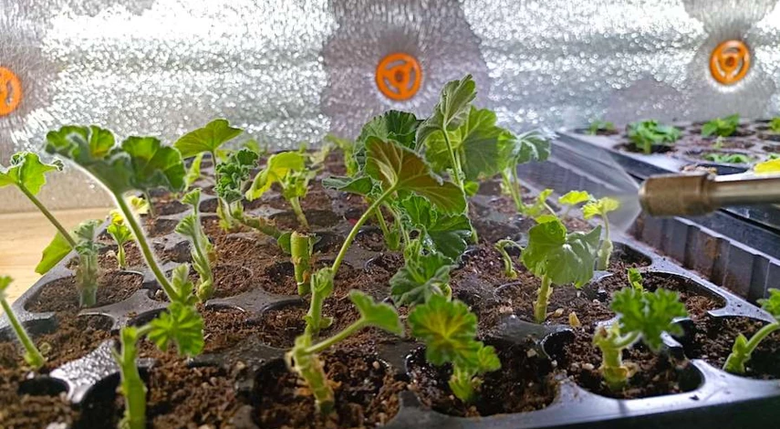 как укоренить пеларгонию черенками в домашних