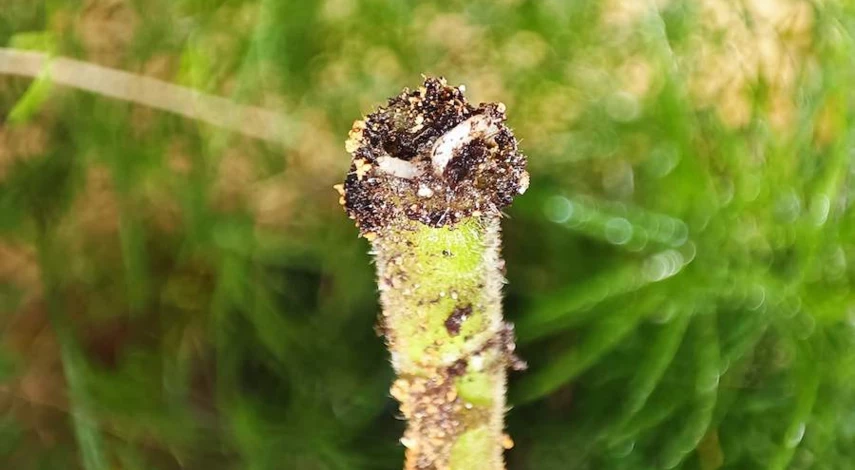 как размножить пеларгонию черенками в домашних