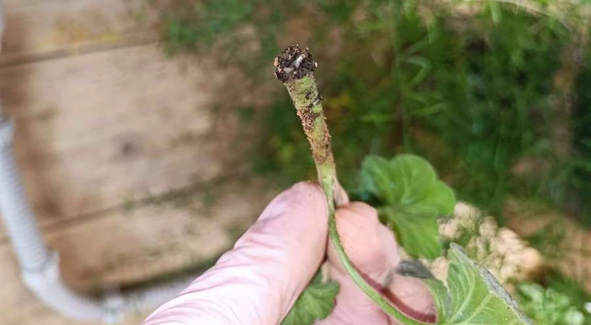 как укоренить пеларгонию черенками в домашних условиях