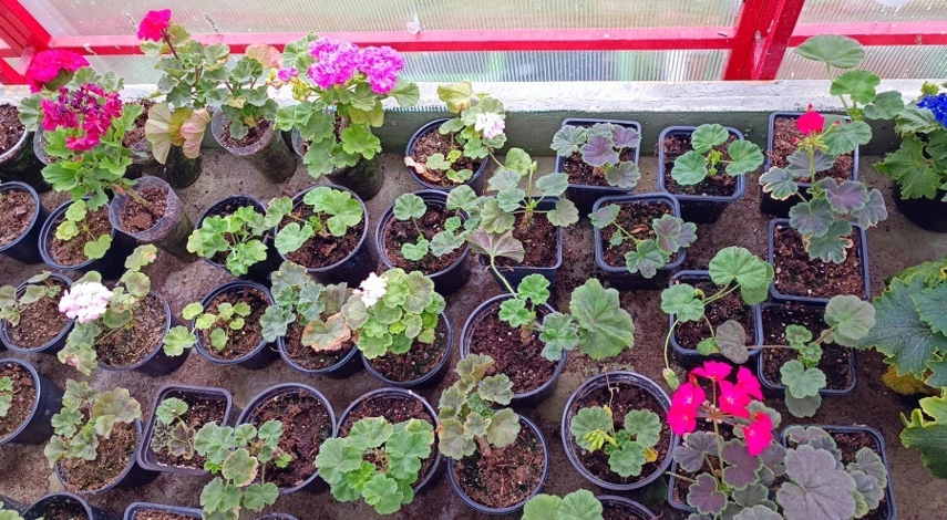 полив черенков пеларгонии