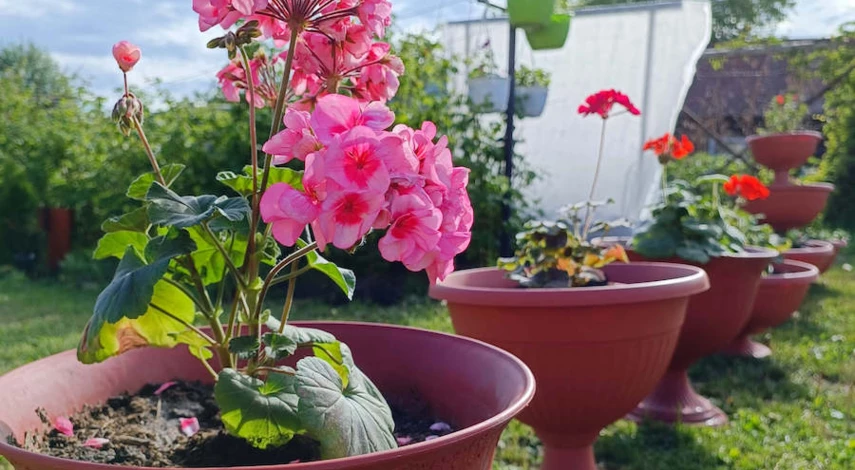 пересадка пеларгонии