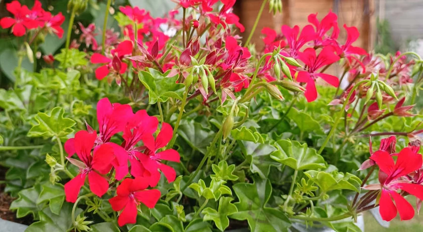 выращивание пеларгонии