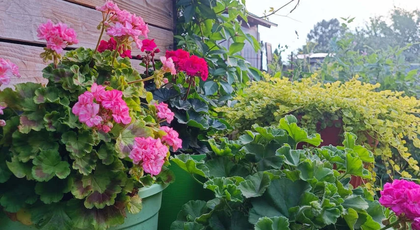 подкормка пеларгонии