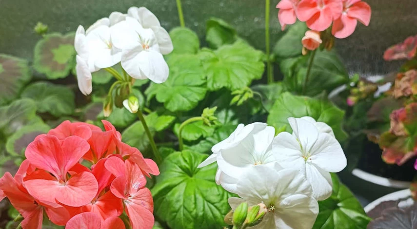 сорта пеларгоний