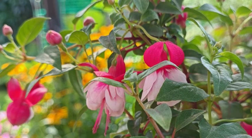 фуксия уход в домашних условиях