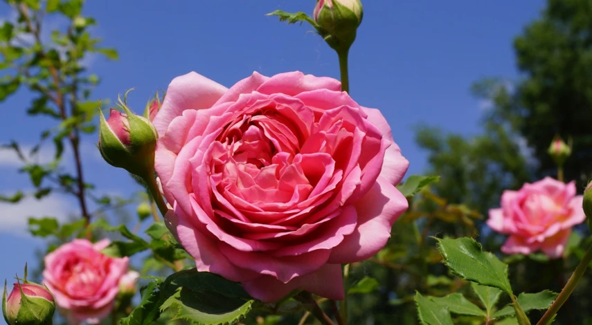 чем обработать розы весной