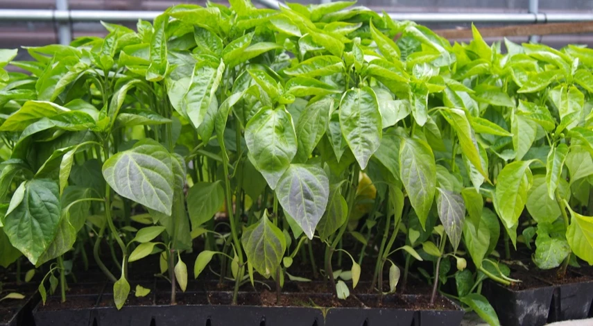 почему рассада фиолетовая