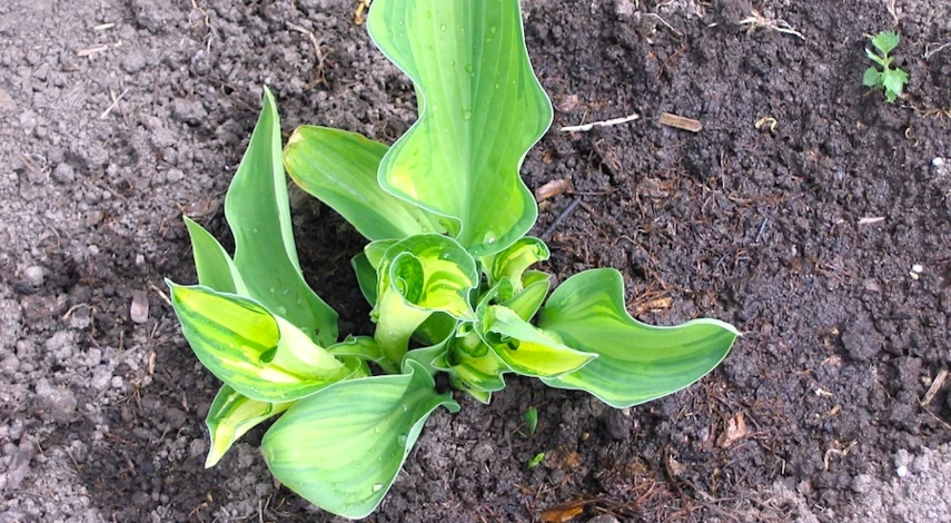 хоста полив