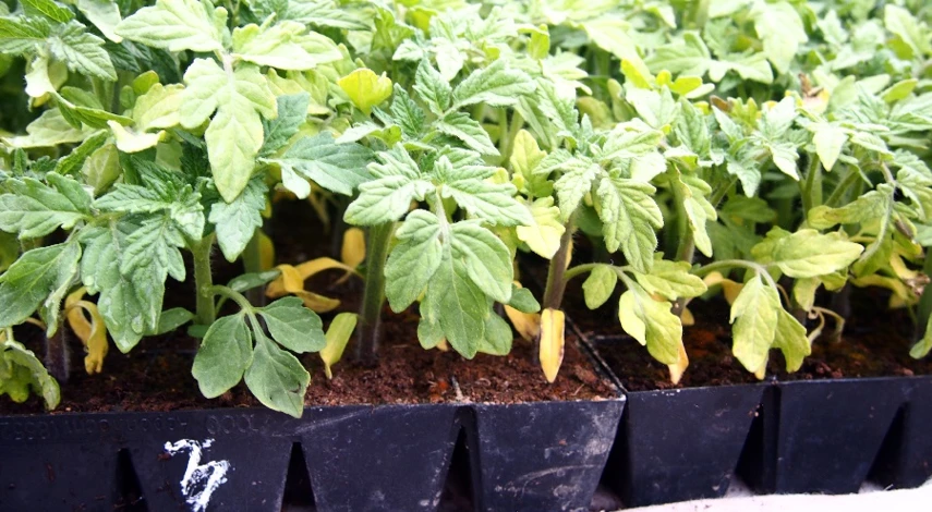 почему желтеют листья рассады помидоров