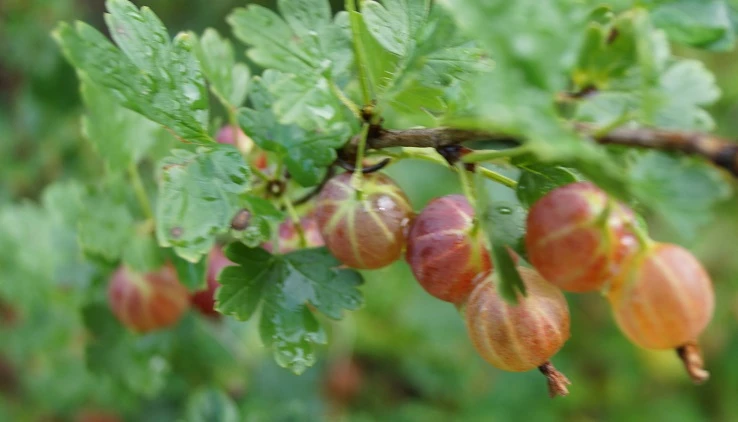 чем подкормить крыжовник