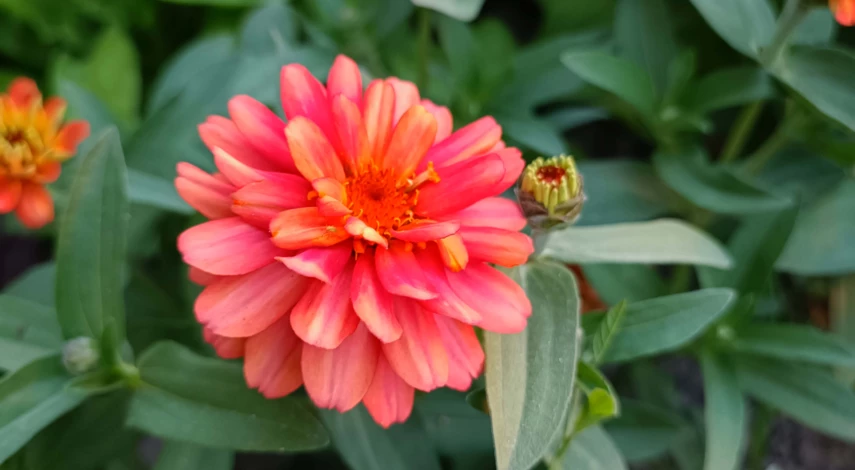 циния посадка и уход