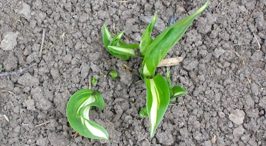 хоста удобрения