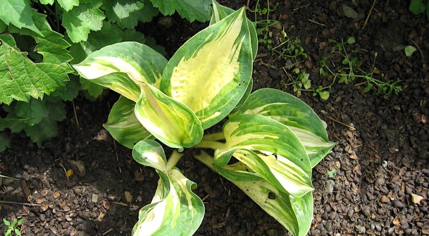 хоста обработка