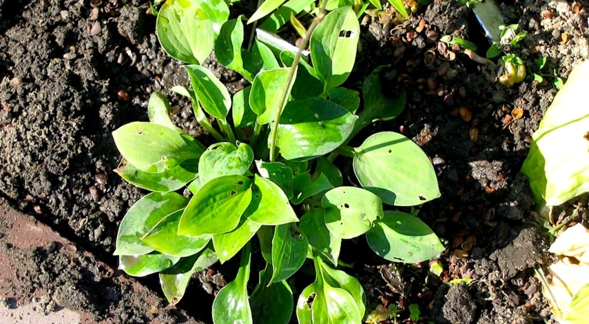 посадка хост в открытый грунт