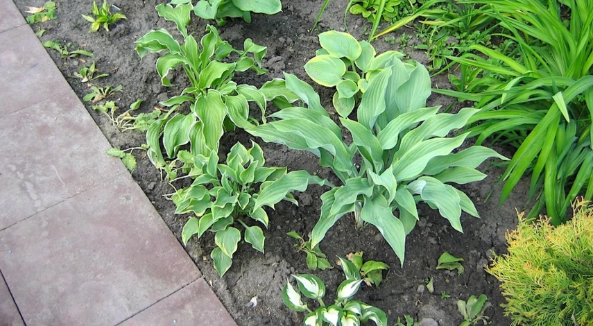 посадка хосты весной