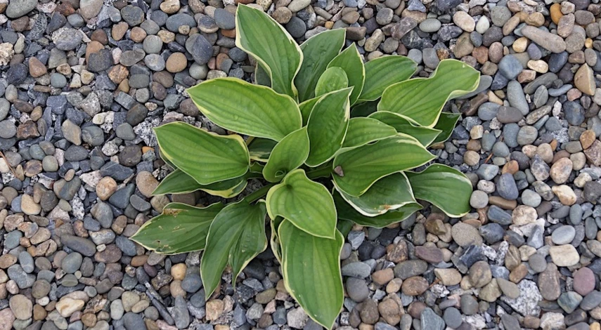 хоста посадка и уход в открытом грунте