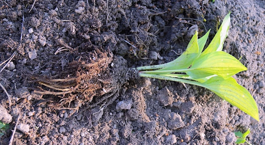 посадка хосты весной в грунт